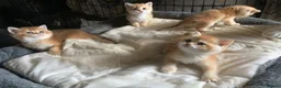 British Shorthair cats for sale: Full Pedigree British short hair kittens  - Advert 23