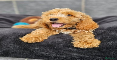Cockapoo dogs in Droitwich - Advert 4
