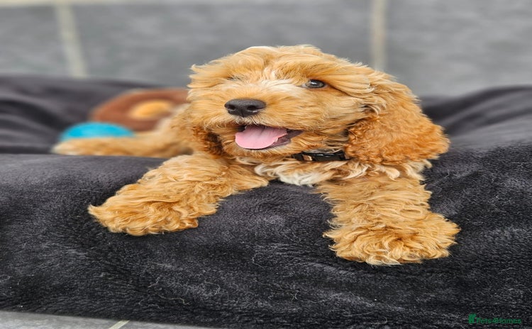 Cockapoo dogs in Droitwich - Advert 11