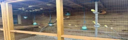 Canaries birds for sale: Waterslager canaries  in Bedford - Advert 1