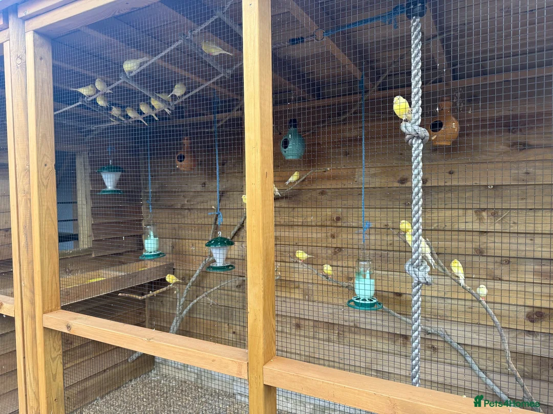 Canaries birds for sale: Waterslager canaries  in Bedford - Advert 1