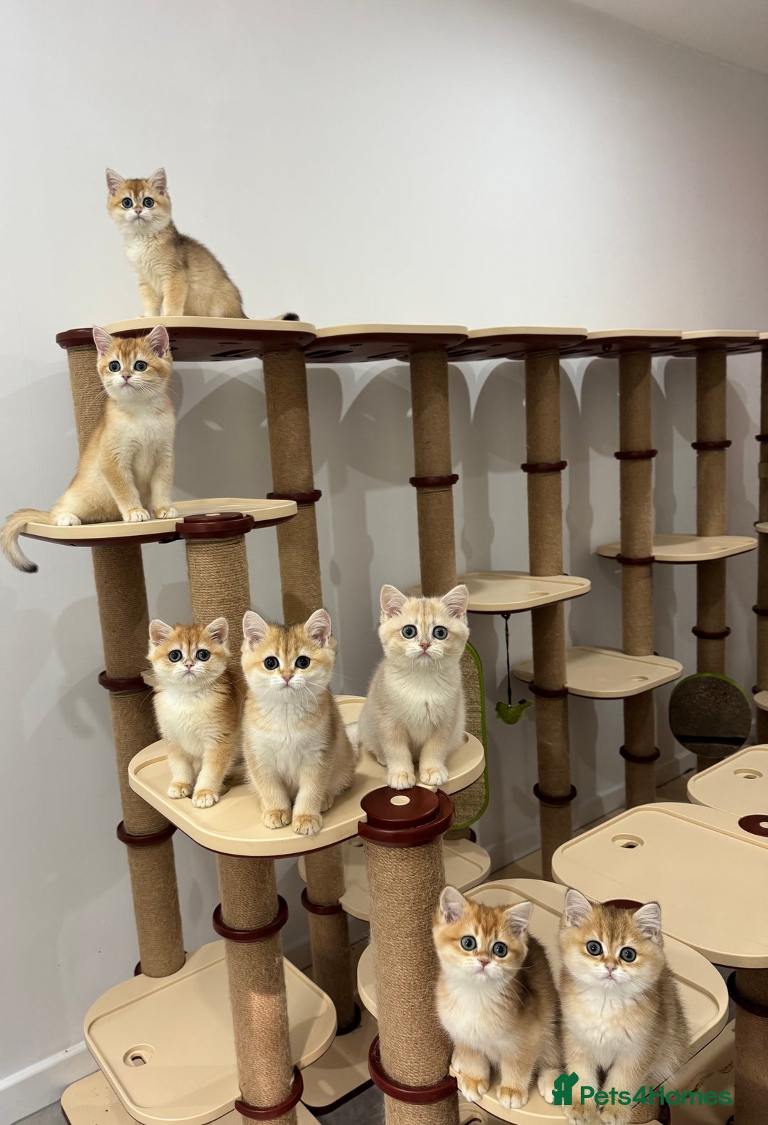 British Shorthair cats for sale: British Shorthair Golden kittens    - Image 6