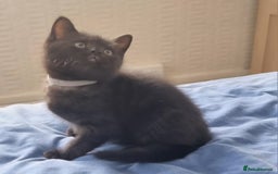 Mixed Breed cats for sale: Beautiful Mixed British Shorthair Kittens - Image 7