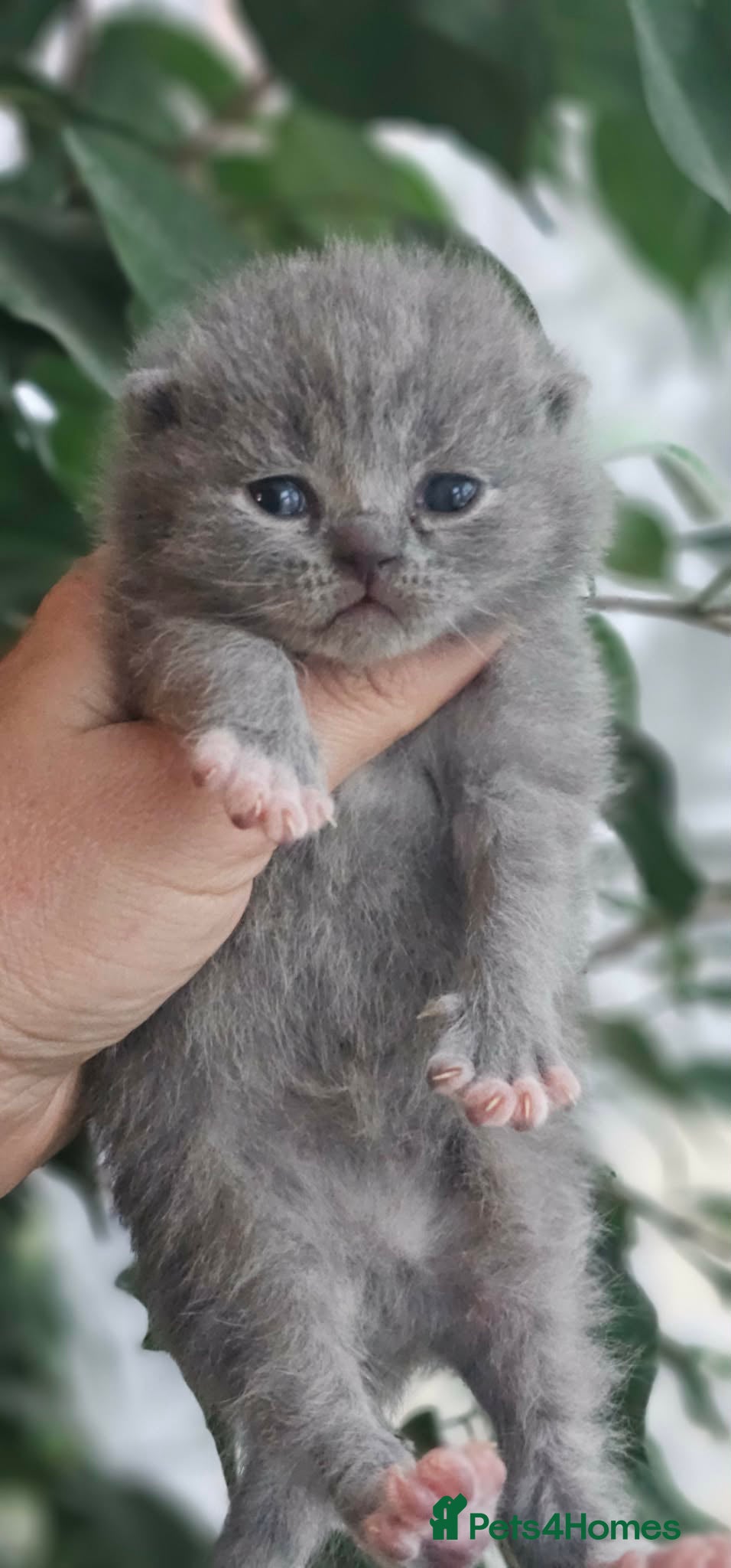 British Shorthair cats British Shorthair Kittens GCCF - Advert 1