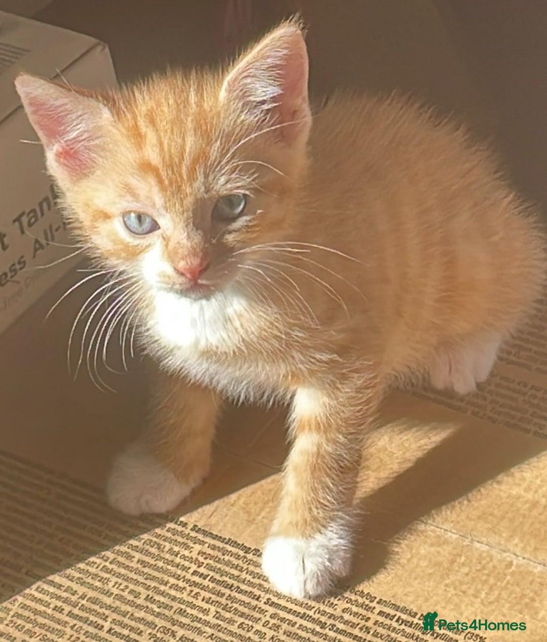 Mixed Breed cats for sale: Cute Adorable Kittens for Sale - Image 17