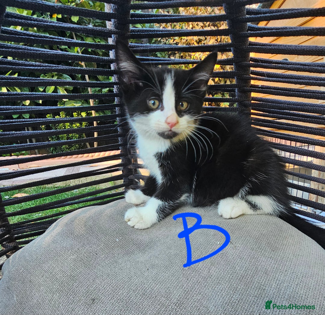 Persian cats for sale: Very beatifull mix breed/Persian kittens  - Image 15