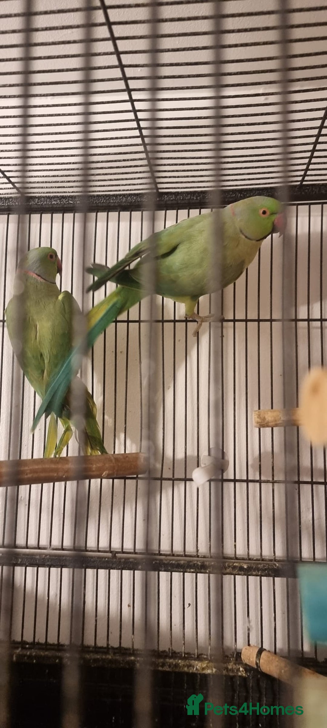 Ringnecks birds for sale: Stunning Indian Ringnecks - Image 13