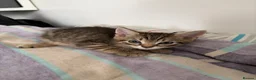 Domestic Shorthair cats for sale: 2 Adorable Mixed Breed Kittens–Must Stay Together - Advert 3