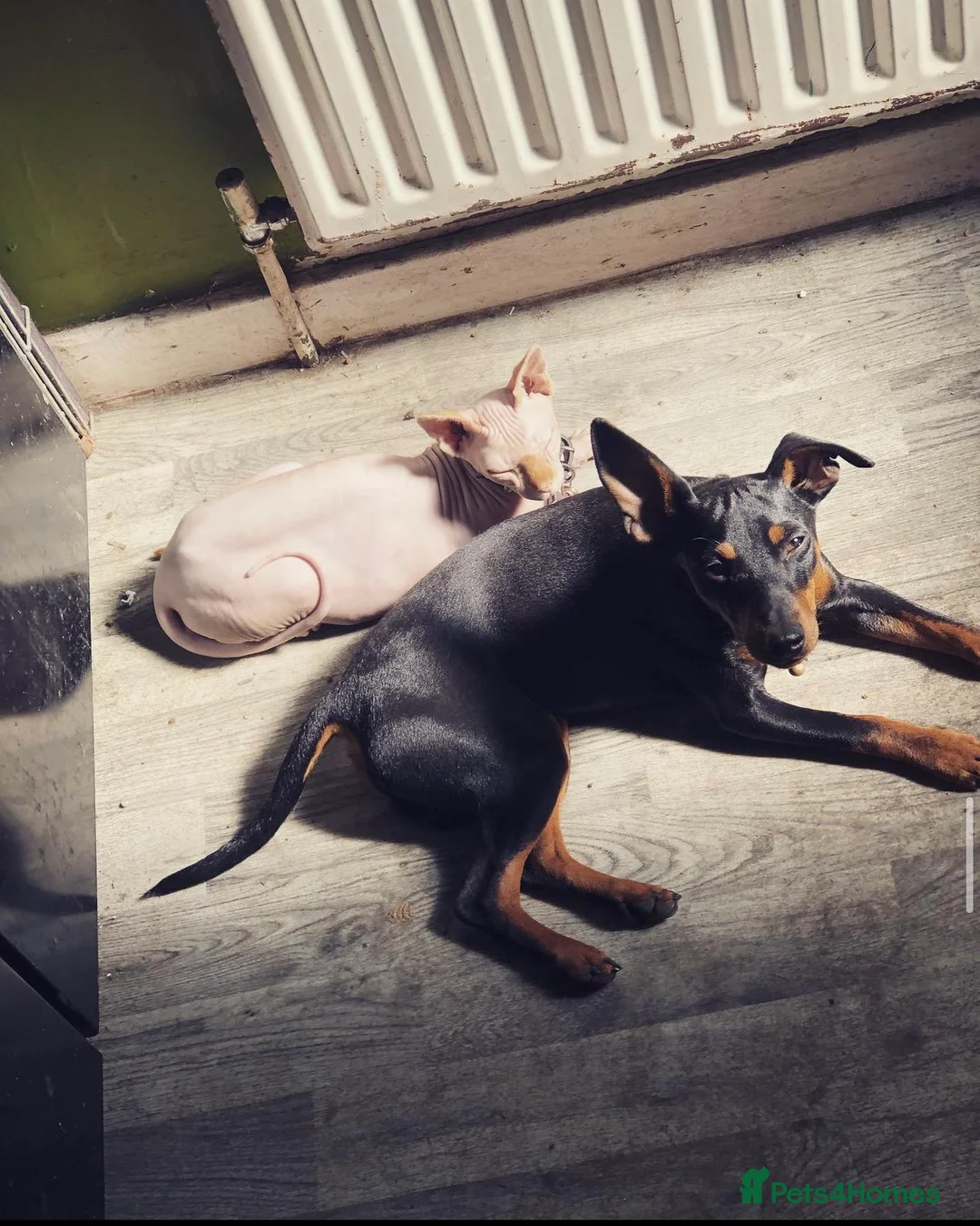 Miniature Pinscher dogs for stud: HELLBOY Miniature Pincher - Advert 2