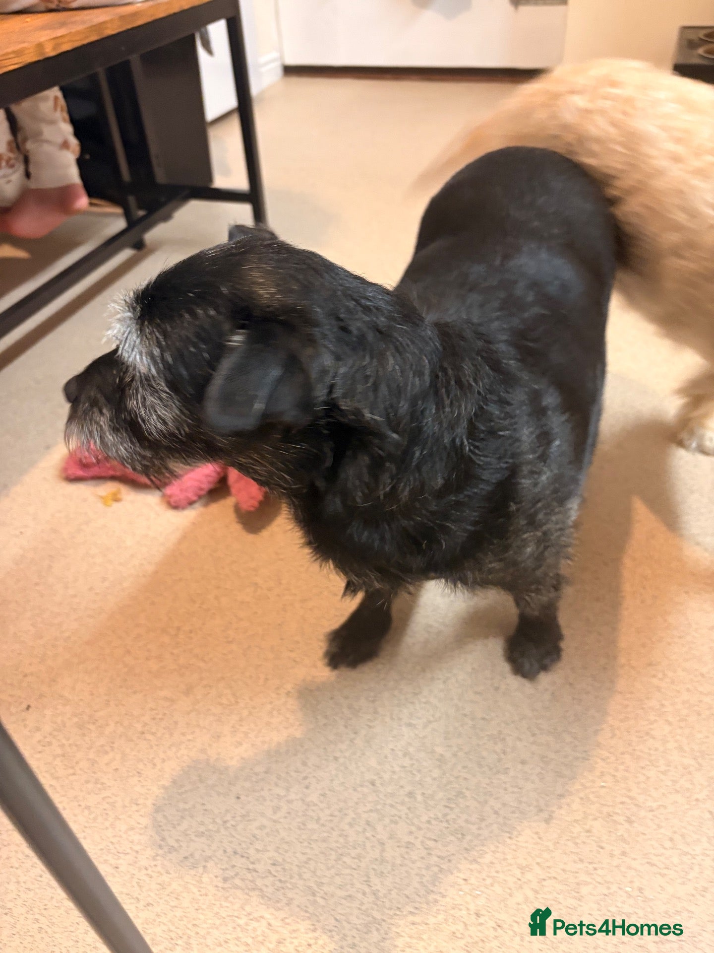 Cockapoo dogs for sale: Female chihuahua cross  - Advert 7