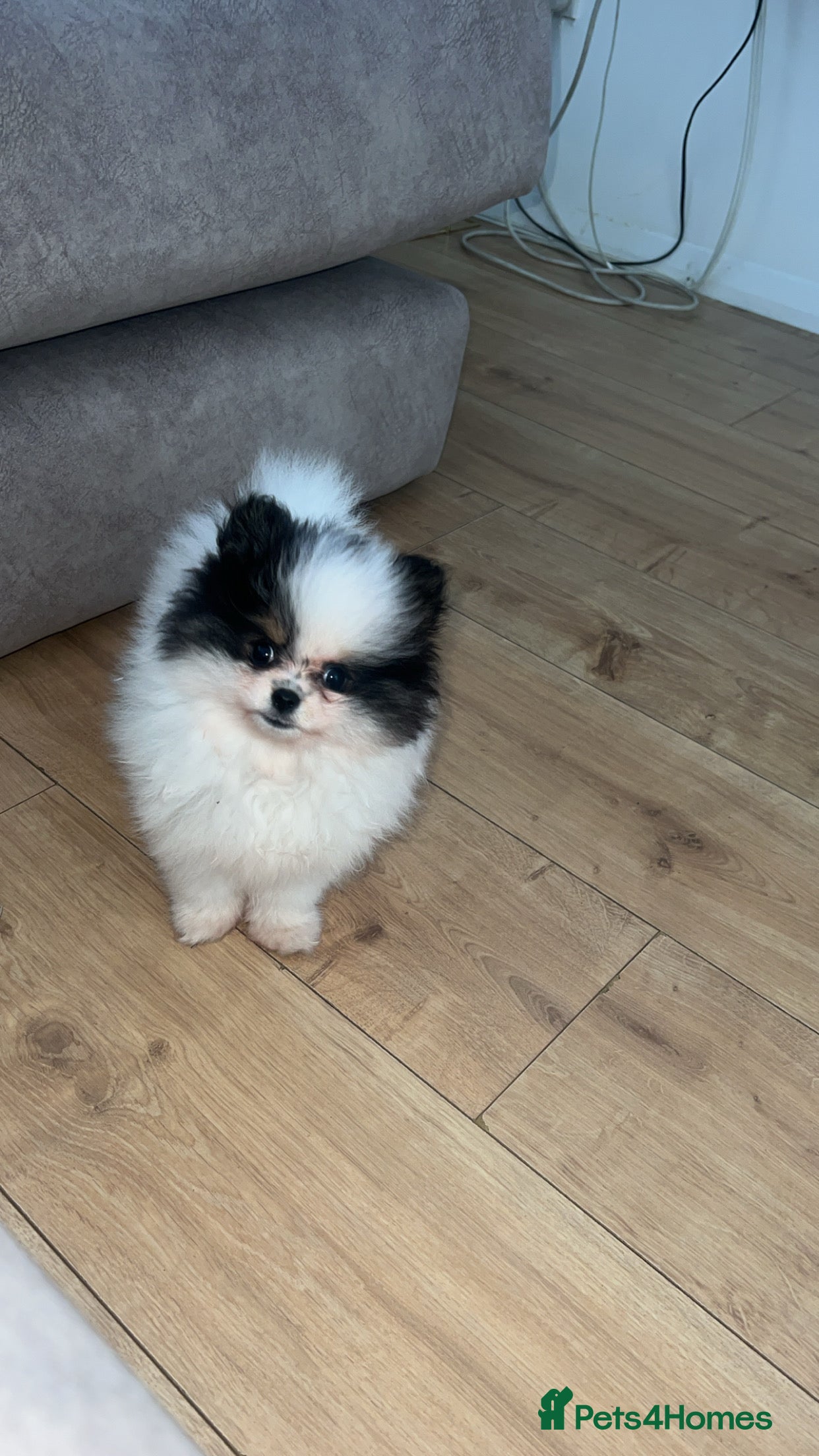 Pomeranian dogs 5 STAR POMERANIAN PUPPIES  - Advert 1