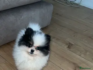 Pomeranian dogs 5 STAR POMERANIAN PUPPIES - Advert 1