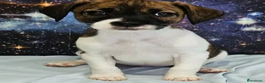 Jack Russell 2