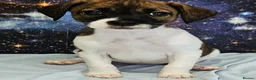 Jack Russell dogs for sale: 4 gorgeous babies - Advert 2
