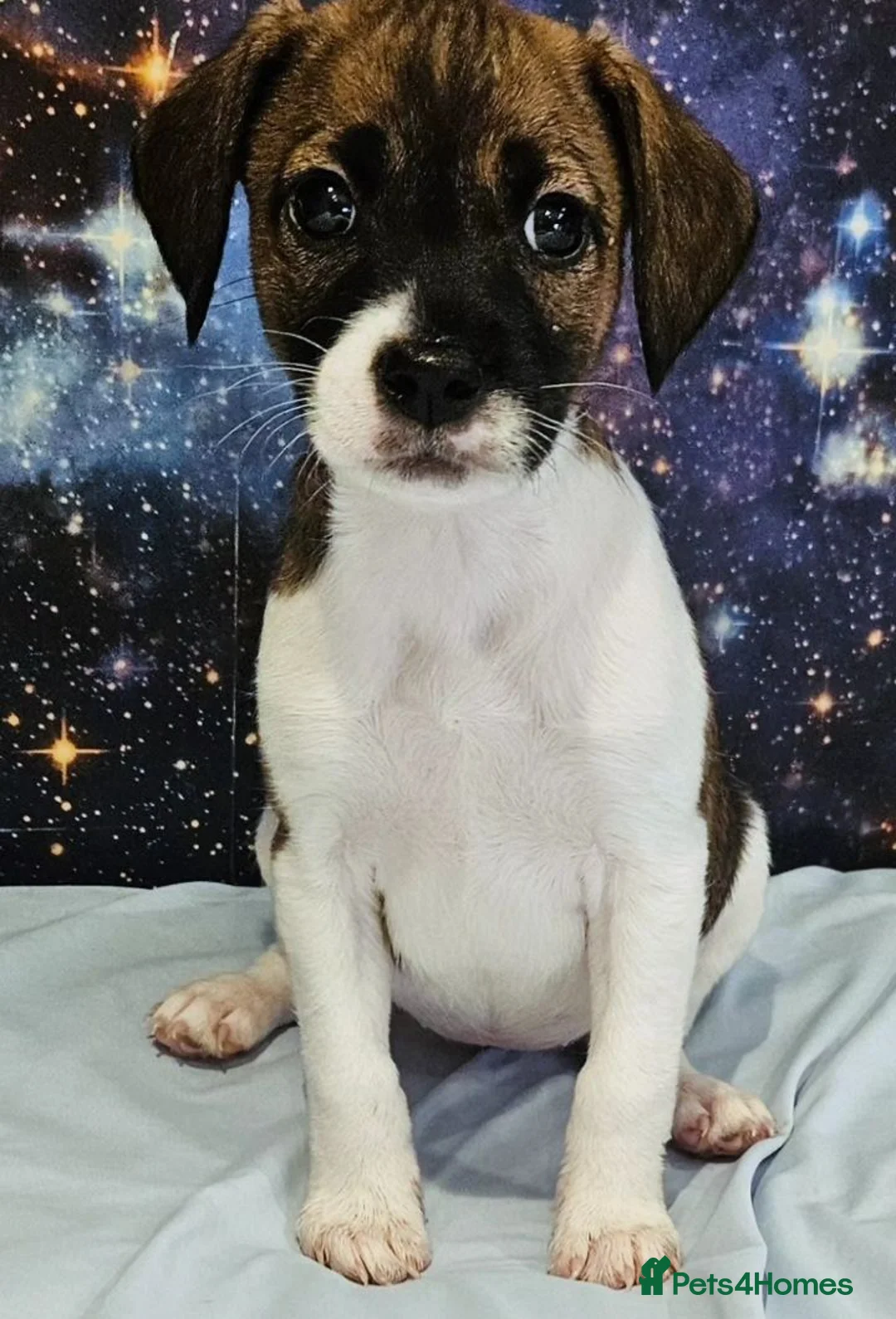 Jack Russell dogs for sale: 4 gorgeous babies - Advert 2