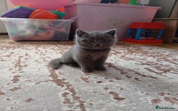 British Shorthair cats for sale: British shorthair - Image 3