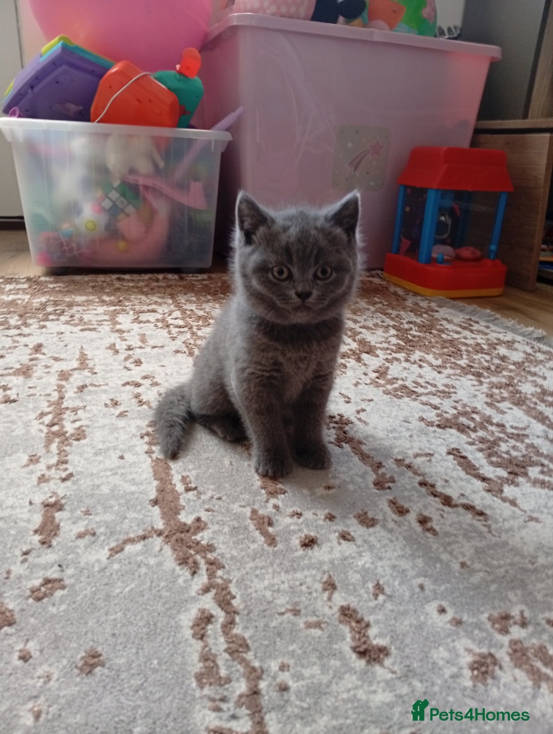 British Shorthair cats for sale: British shorthair - Image 3