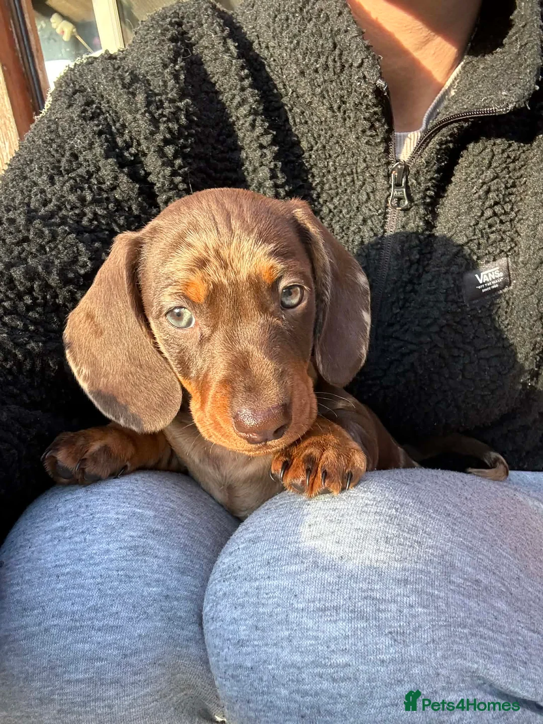 Miniature Dachshund dogs for sale: Miniature dachshund chocolate dapple male pup - Advert 1