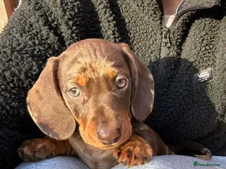 Miniature Dachshund dogs Miniature dachshund chocolate dapple male pup - Advert 8