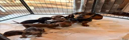 Miniature Dachshund dogs for sale: Miniature dachshund  in Driffield - Advert 7