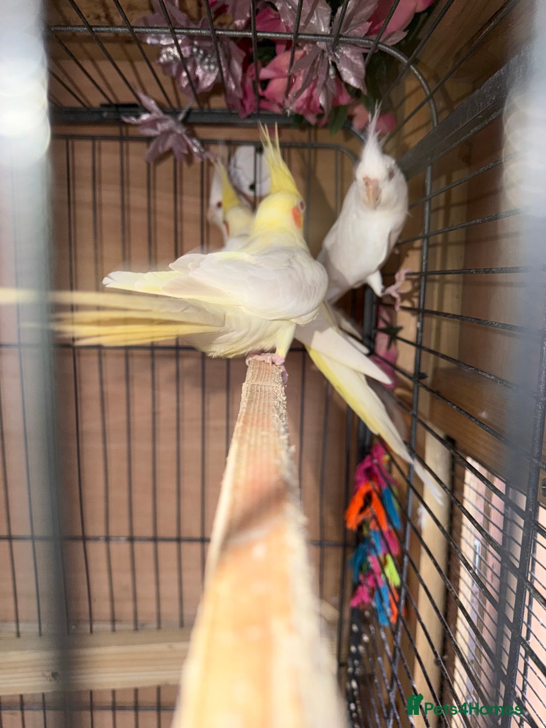 Cockatiels birds for sale: Pair cockatiel - Advert 12