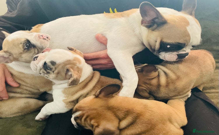 French Bulldog dogs - Advert 4