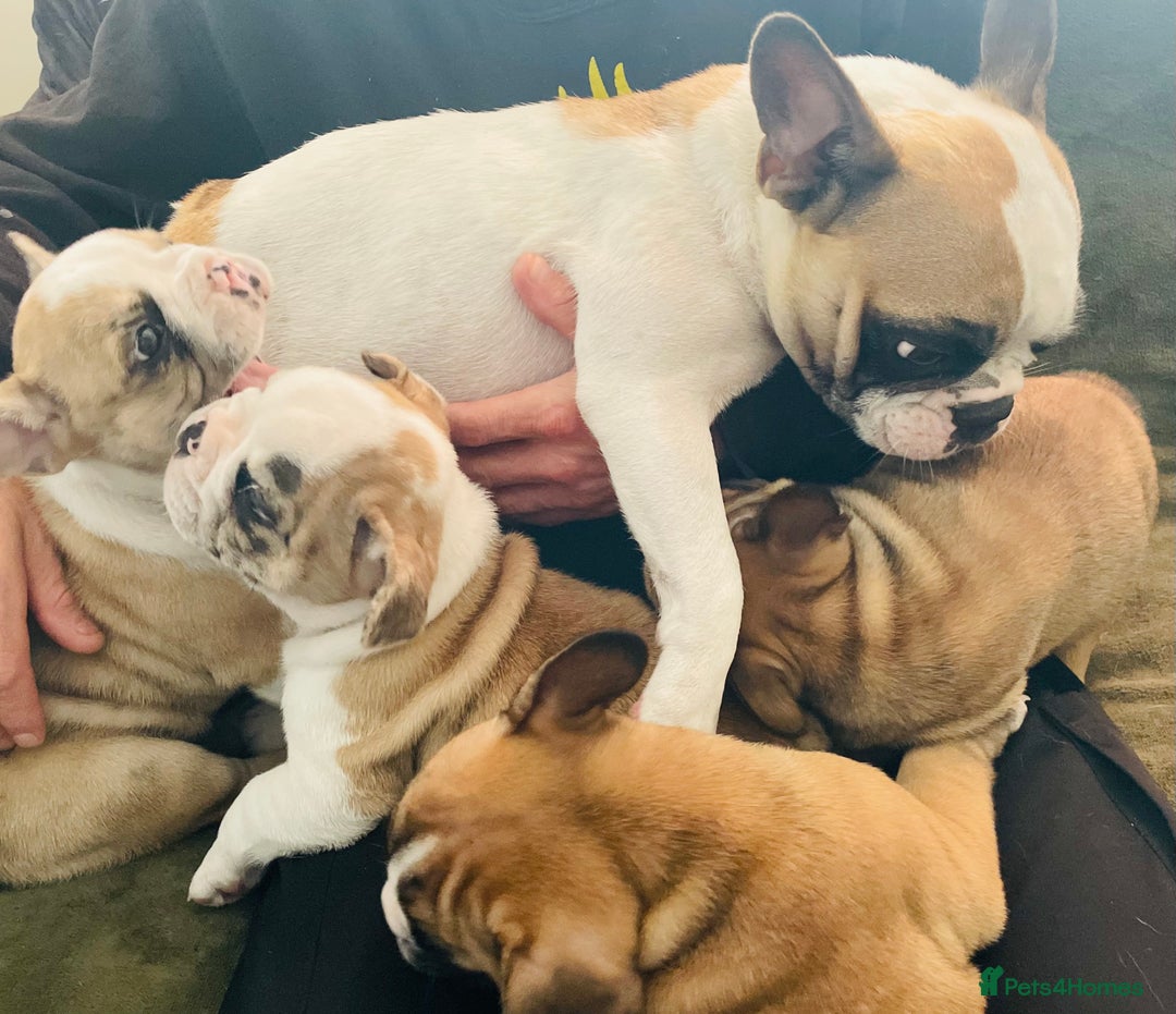 French Bulldog dogs for sale: Pedigree home bred French Bulldogs, Kc registered - Image 1