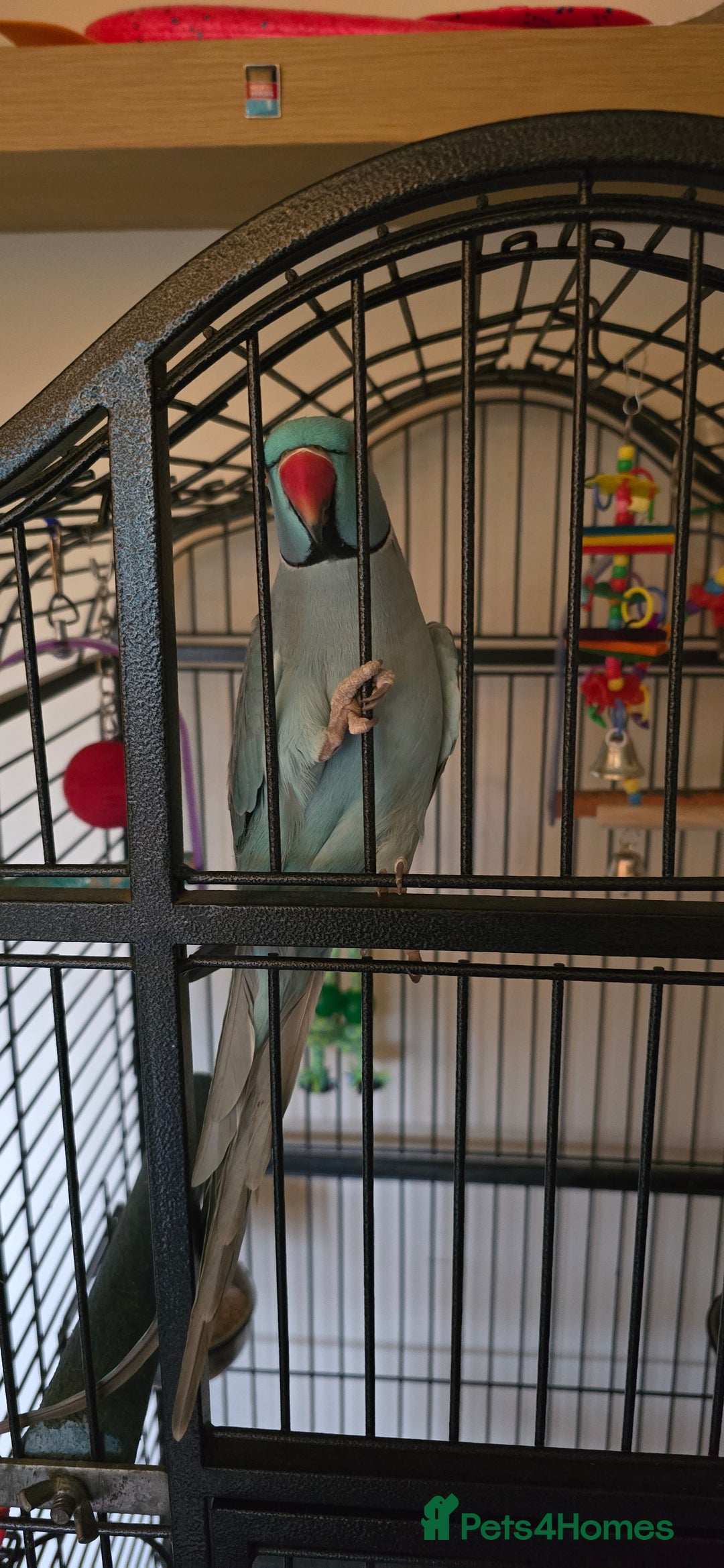 Ringnecks birds for sale: Ringneck Parrot. Rare Blue Colour & Cage - Advert 3