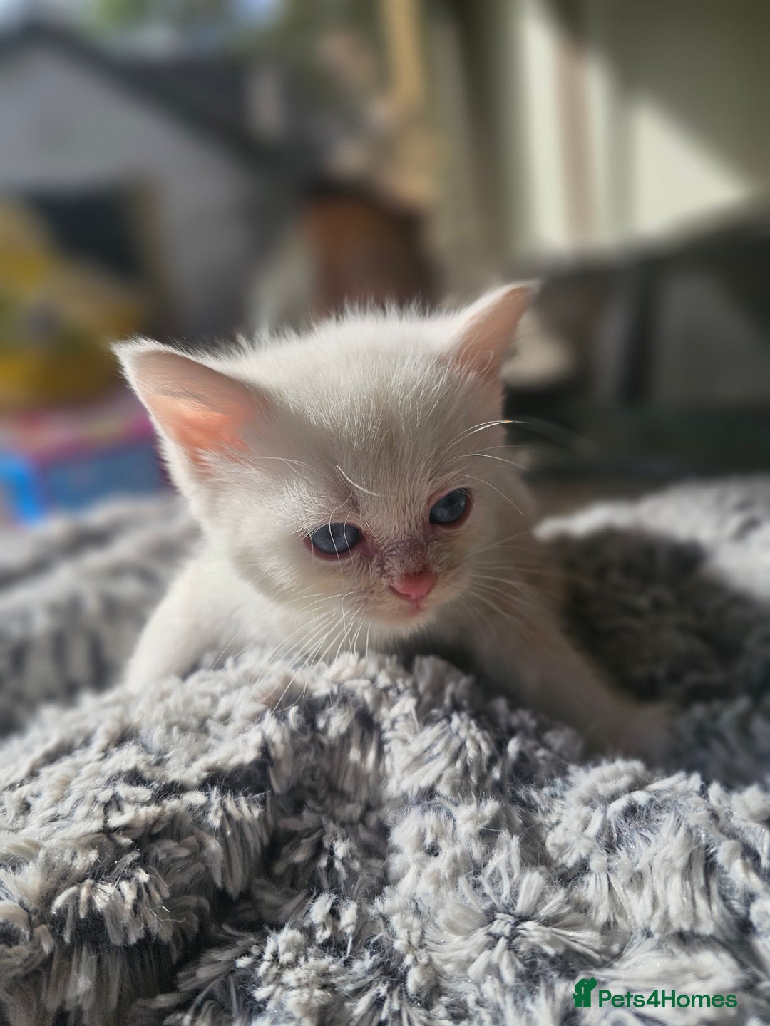 Mixed Breed cats for sale:  🐾 Adorable Kittens Ready for Loving Homes 🐾 - Image 23
