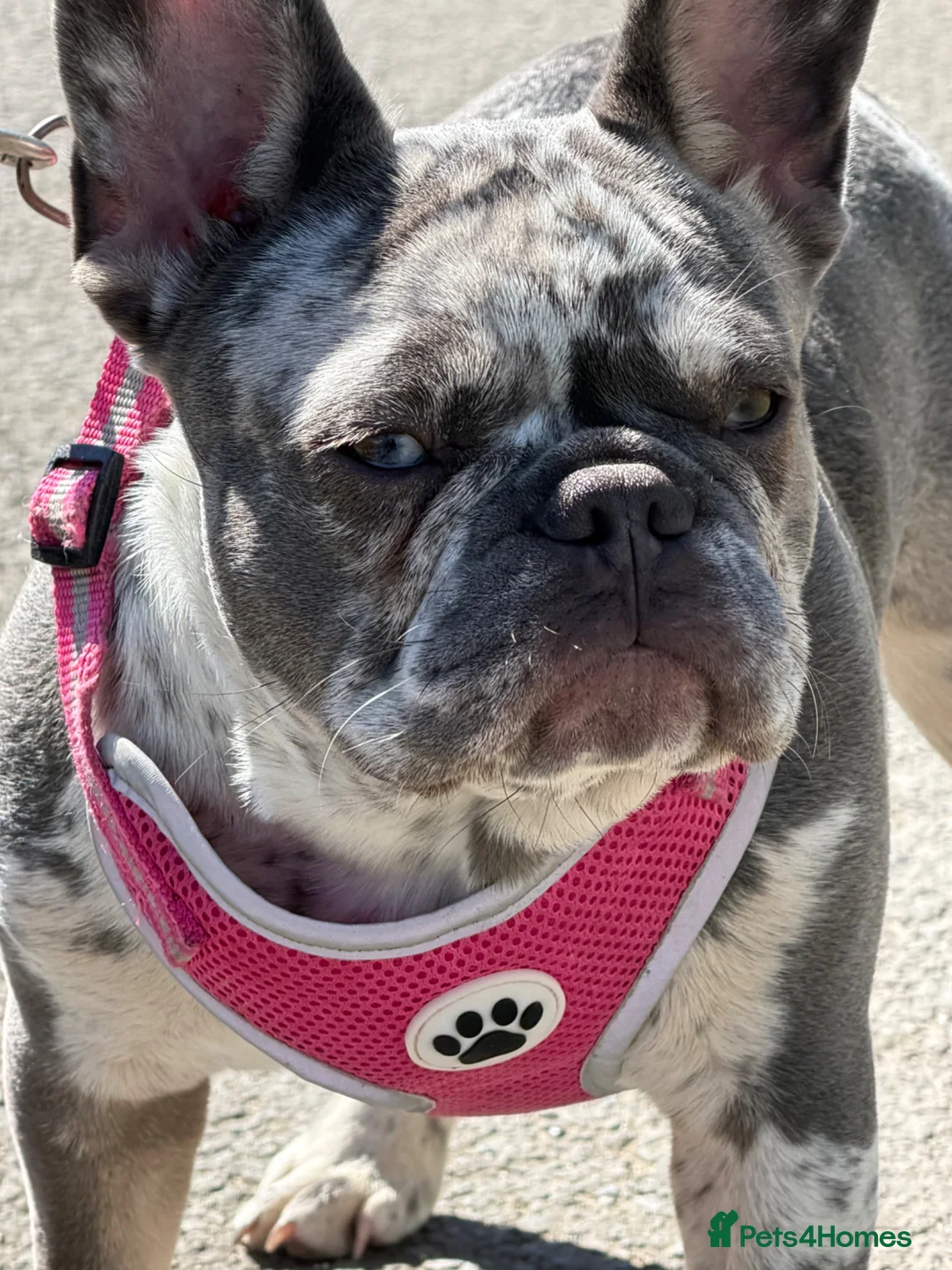 French Bulldog dogs for sale: Girl merle French-bull dog  - Advert 2