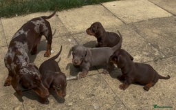 Miniature Dachshund dogs for sale: KC Registered Miniature Dachshund Puppies For Sale - Image 12