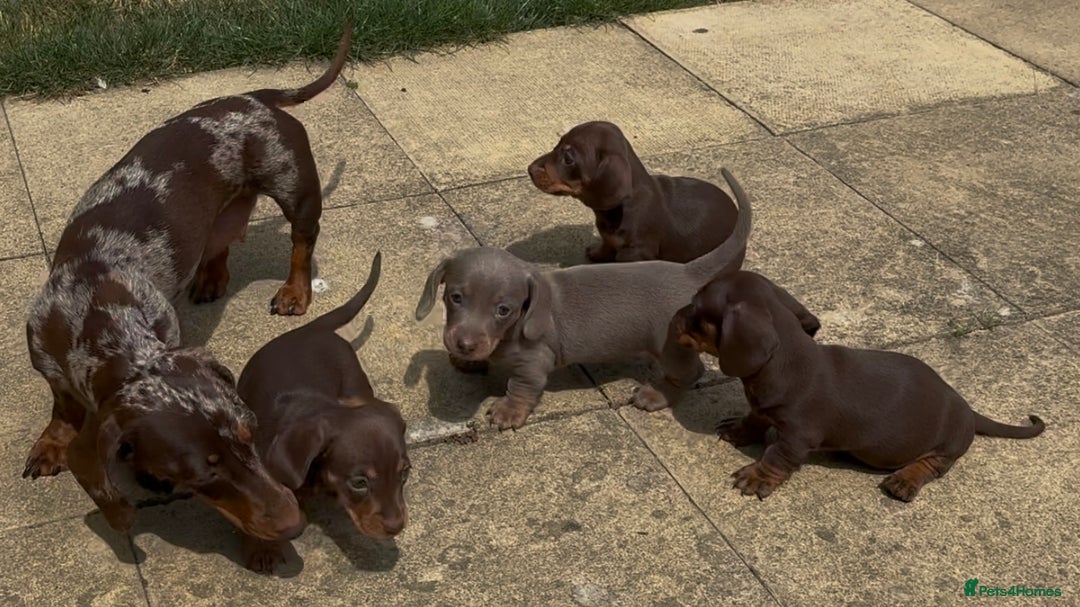 Miniature Dachshund dogs for sale: KC Registered Miniature Dachshund Puppies For Sale - Image 12