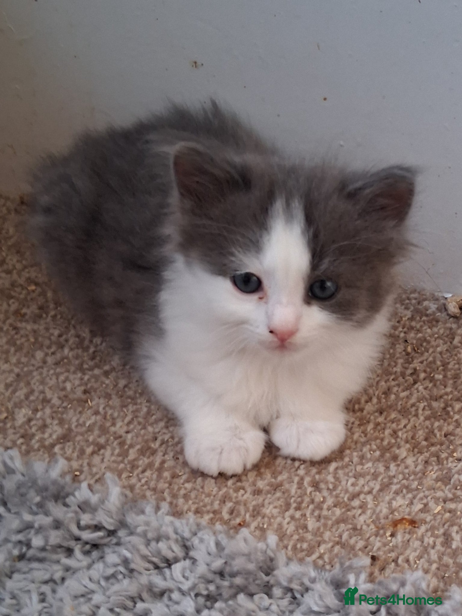 Mixed Breed Kitten 2