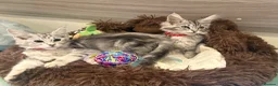 Maine Coon cats for sale: Main coon  in Telford - Advert 3