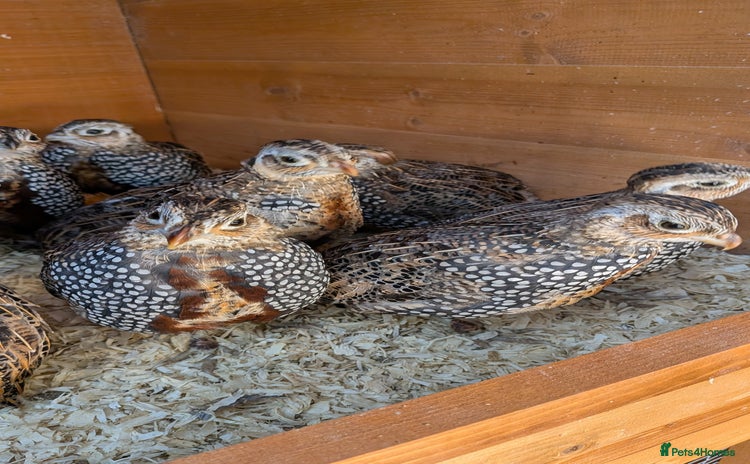 Quail poultry - Advert 3