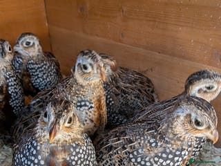 Quail poultry Mearns Quail Male Cock Birds- Super Pet Birds - Advert 12