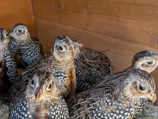 Quail poultry Mearns Quail Male Cock Birds- Super Pet Birds - Advert 3