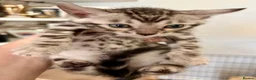 Bengal cats for sale: 4 Gorgeous Bengal Kittens ready for reservation  - Advert 27