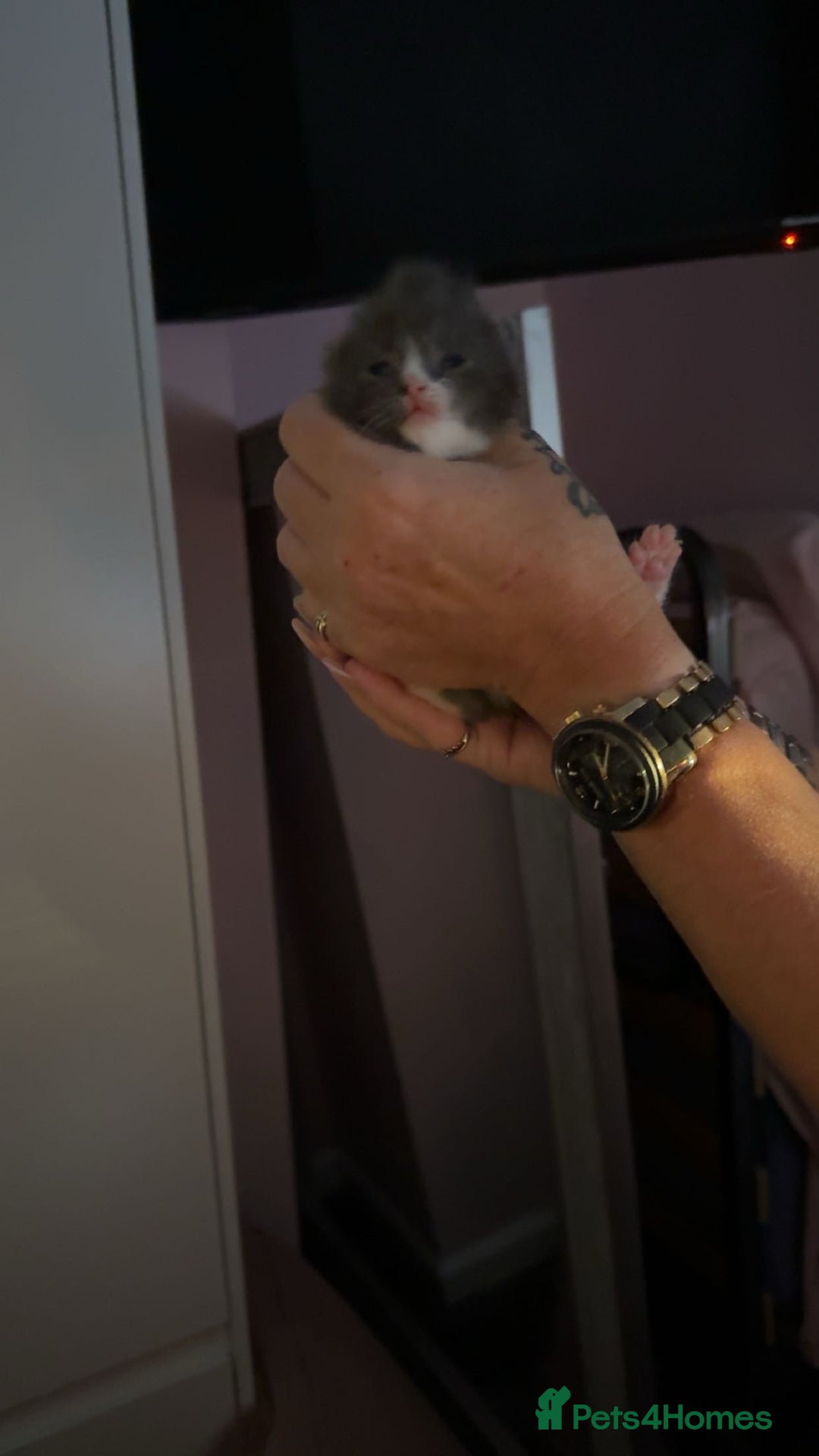 British Shorthair cats for sale: fluffy kittens!  - Advert 5