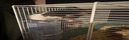 Hamster rodents for sale: Snoopy - Male Syrian Hamster  in Coatbridge - Advert 2