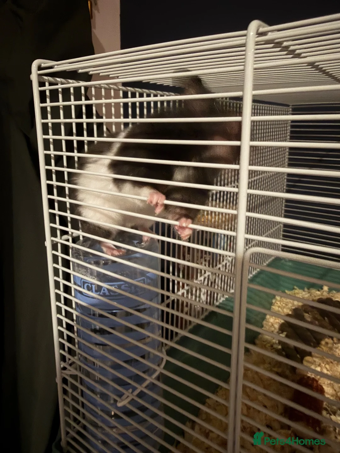 Hamster rodents for sale: Snoopy - Male Syrian Hamster  in Coatbridge - Advert 2