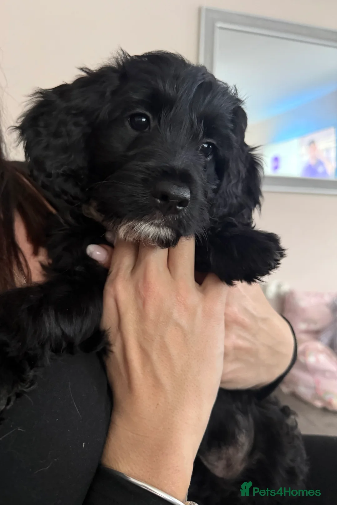 Sproodle dogs for sale: •LAST 3 GIRLS AVAILABLE• READY TO LEAVE• - Advert 14