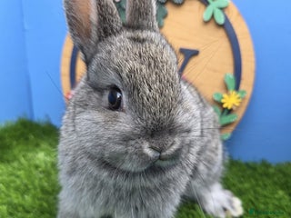 Netherland Dwarf rabbits Netherland Dwarf Baby Rabbit Male Buck - Advert 1