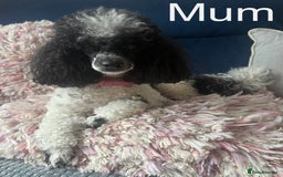 Toy Poodle dogs for sale: Rare parti poodle puppies - Image 2