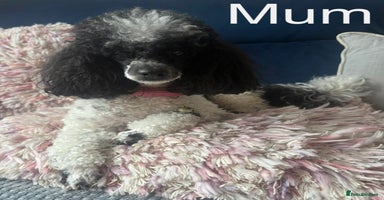 Toy Poodle dogs - Advert 6
