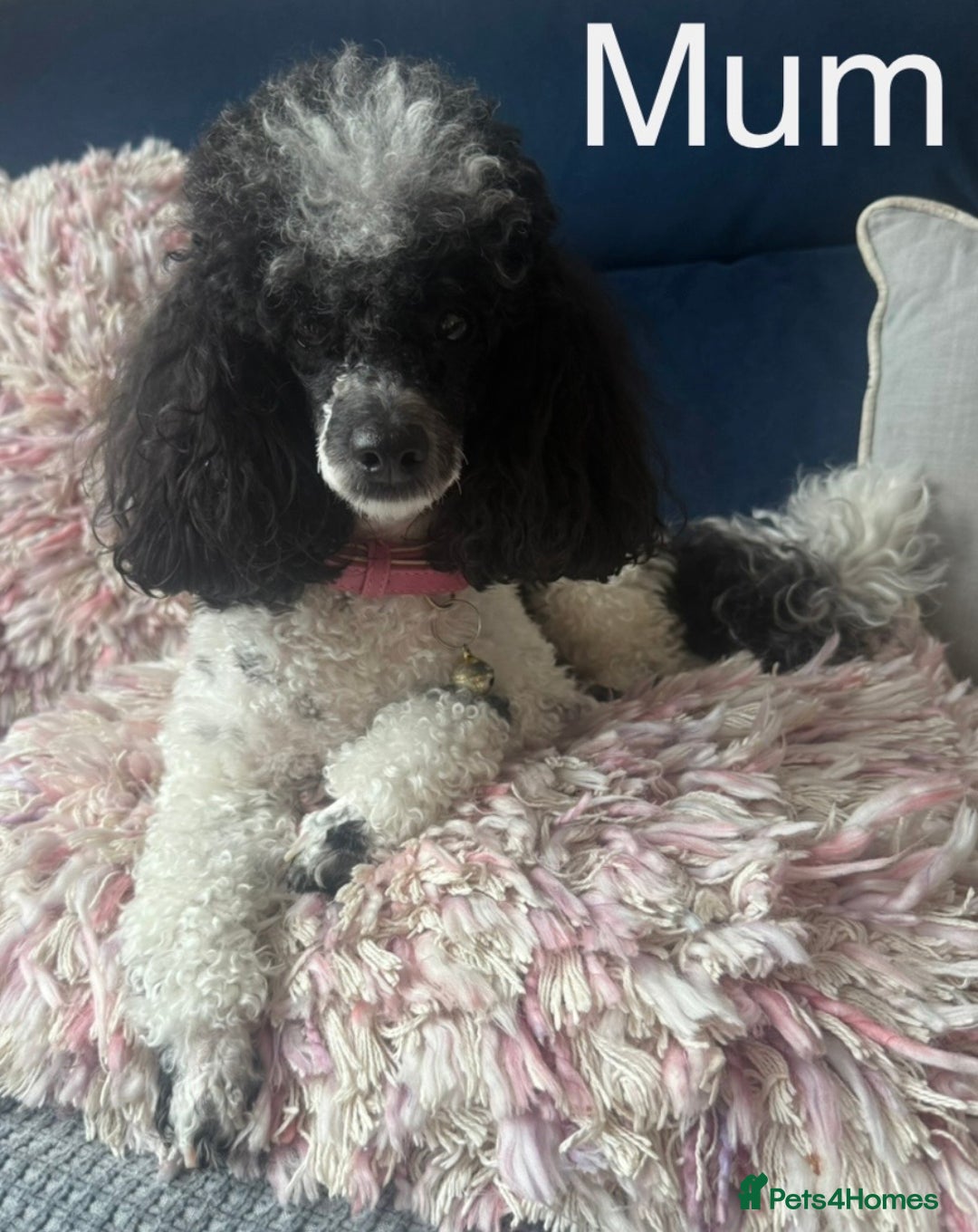 Toy Poodle dogs for sale: Rare parti poodle puppies - Image 2