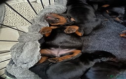 Dobermann dogs for sale: EUROPEAN DOBERMAN PUPPIES in Walsall - Image 7
