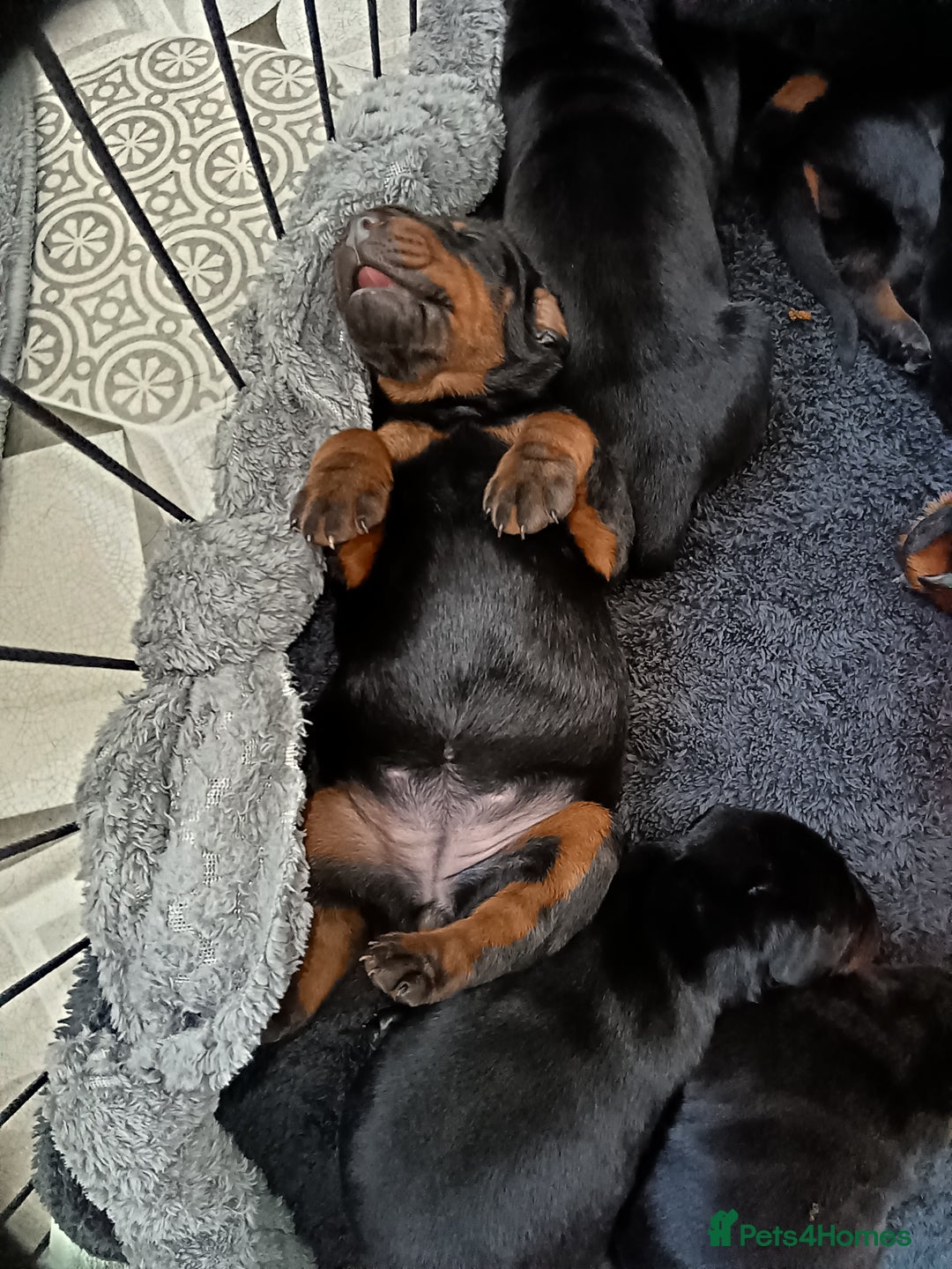 Dobermann dogs for sale: EUROPEAN DOBERMAN PUPPIES in Walsall - Image 7