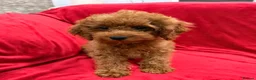 Toy Poodle dogs for sale: Beautiful female Toy Poodle 13 weeks old  - Advert 2