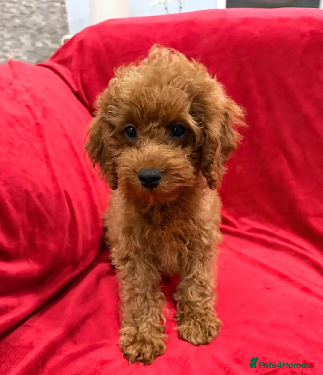 Toy Poodle dogs for sale: Beautiful female Toy Poodle 13 weeks old  - Advert 2